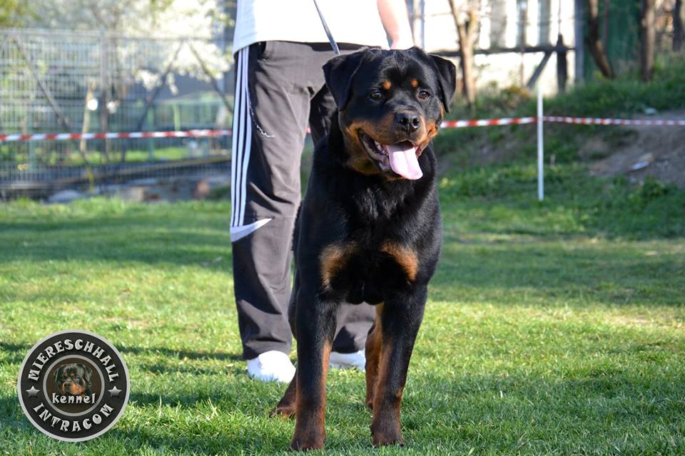 Miereschhall Intracom Kennel - Rottweiler Kennel Romania